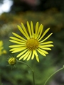 Doronicum austriacum-1 Omieg górski